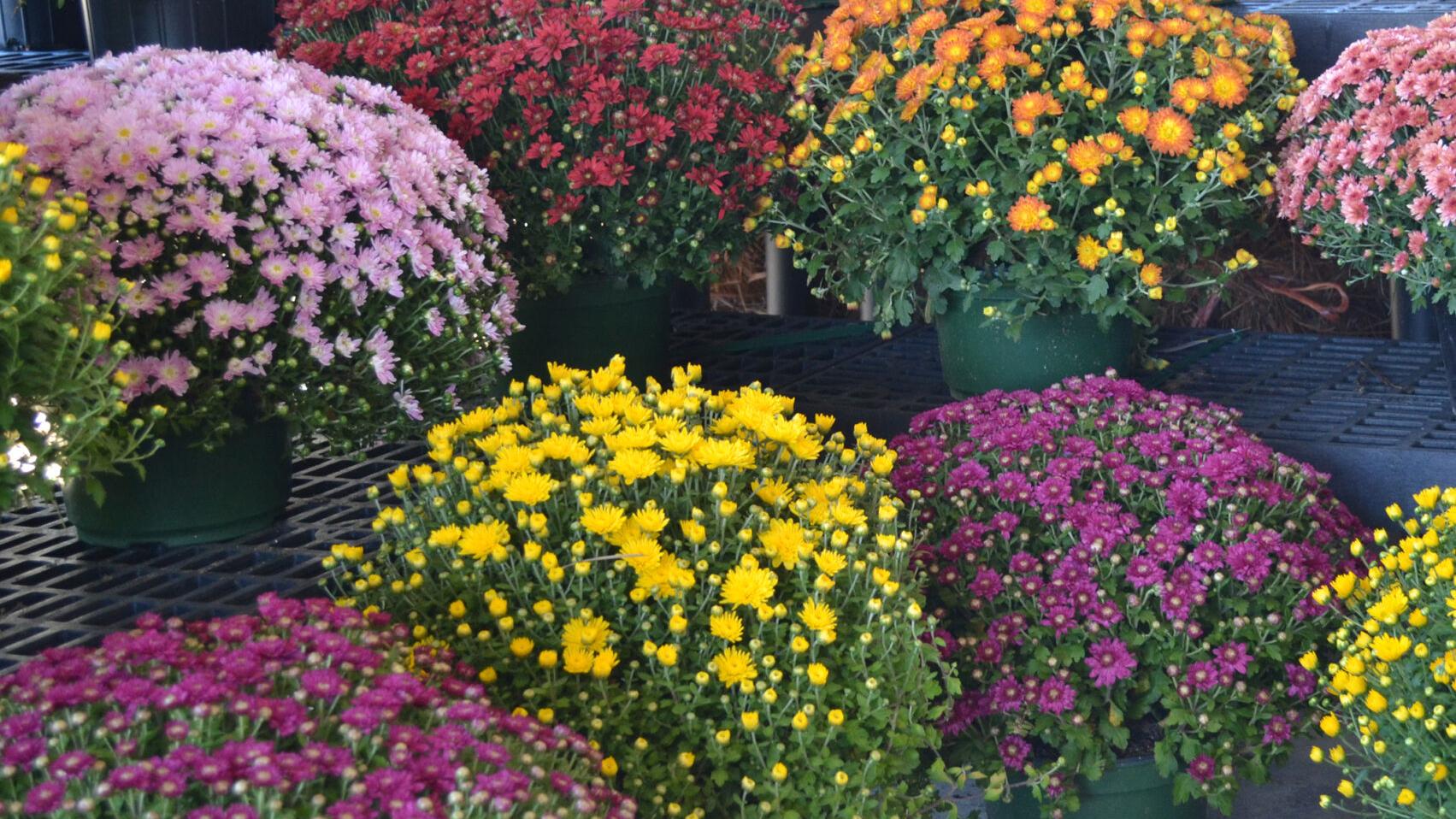 SOUTHERN GARDENING: Use chrysanthemums for pretty fall displays
